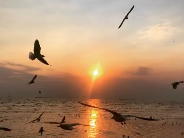 ชมนกนางนวล บางปู
