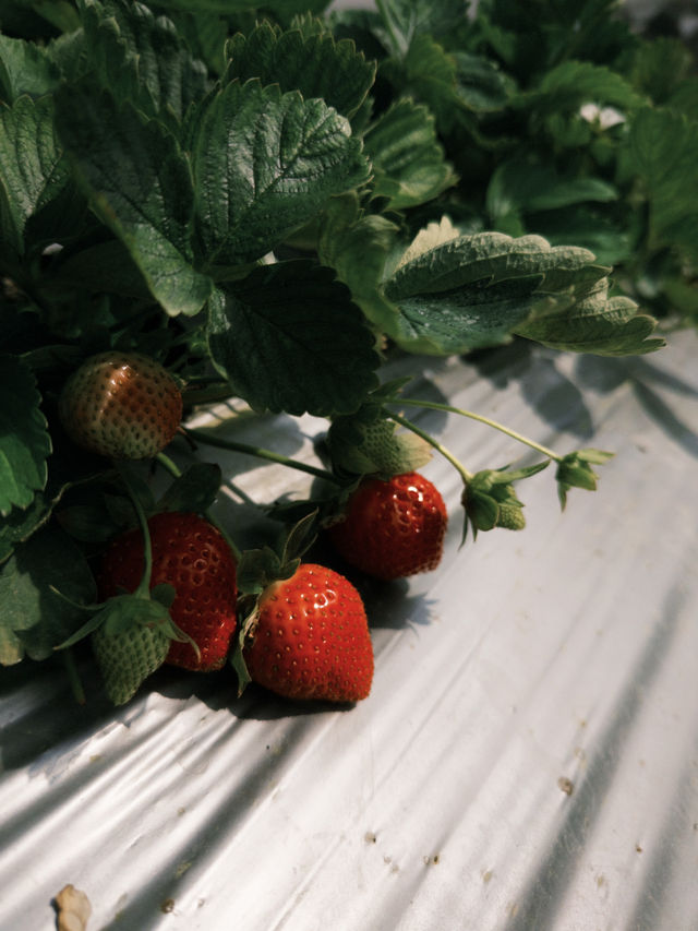 南投國姓鄉～來去採草莓！阿地草莓園🍓
