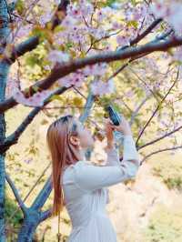 【絶景】熱海の桜が咲いてます🌸💗