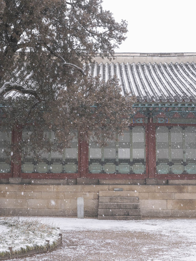 낭만적인 흰 눈이 내리면 가야되는 서울 설경 명소“창덕궁”