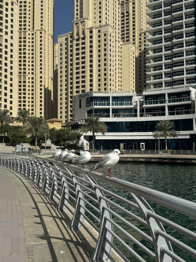 Stunning Waterfront District: Dubai Marina