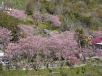 拉拉山櫻木花道/二馬山莊櫻花美景