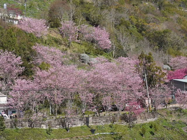 拉拉山櫻木花道/二馬山莊櫻花美景