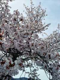 京都嵯峨嵐山的櫻花之旅：心靈的震撼 🌸✨