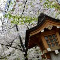新宿花園神社 | 東京市中心賞櫻的隱秘寶地