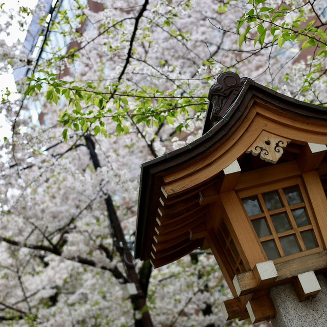新宿花園神社 | 東京市中心賞櫻的隱秘寶地