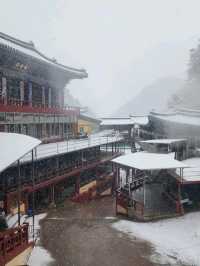 救仁寺📺 冬天去不怕賞不到雪 太多雪了