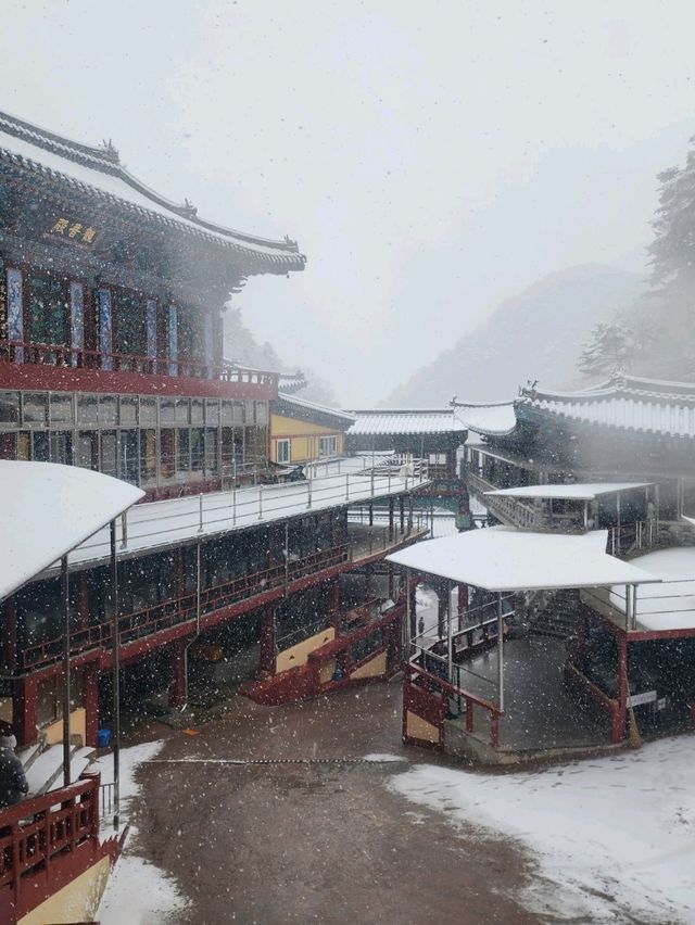 救仁寺📺 冬天去不怕賞不到雪 太多雪了