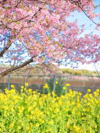 【神奈川の穴場】電車で行ける桜と菜の花の可愛いスポット