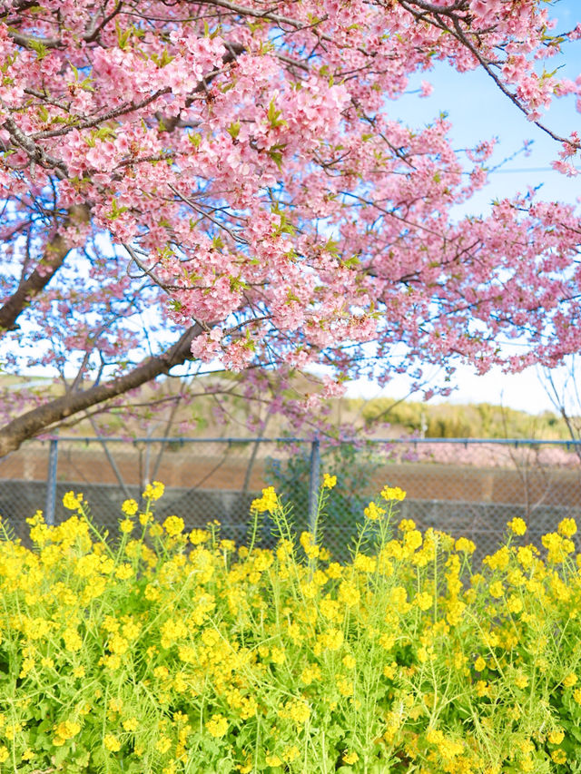 【神奈川の穴場】電車で行ける桜と菜の花の可愛いスポット