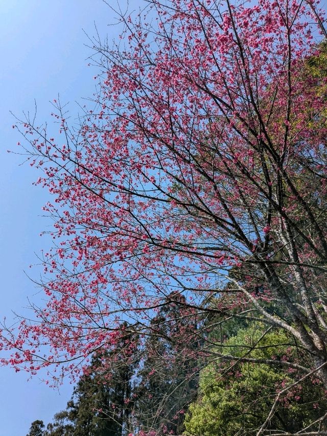 阿里山-頂湖自然生態園區，櫻王櫻后接力綻開！
