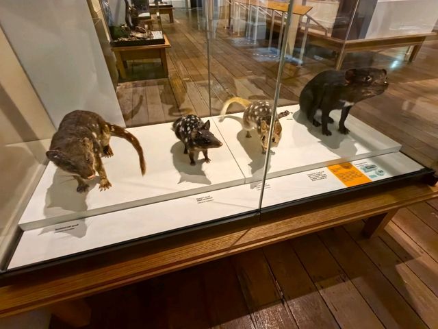 郵輪岸上遊～Tasmanian Art Gallery 
