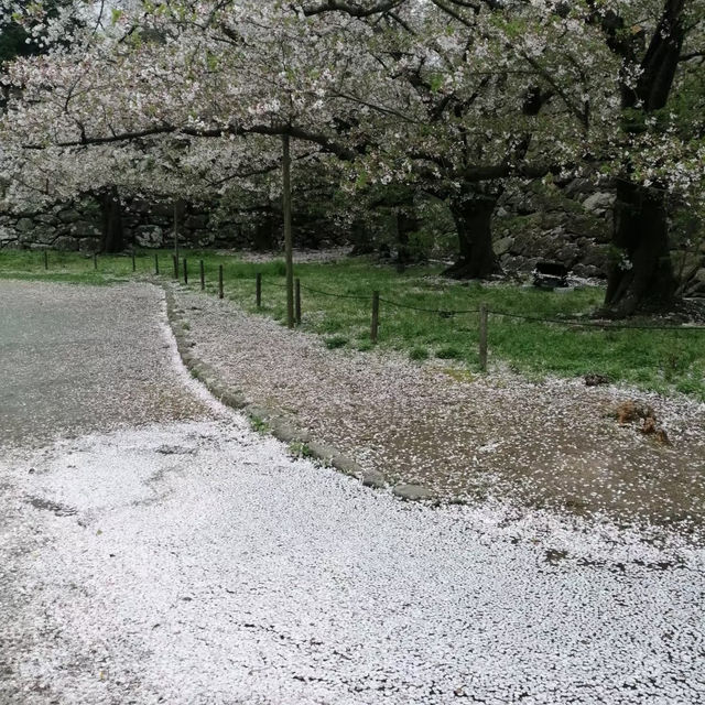 ～扇町公園～櫻花時光～
