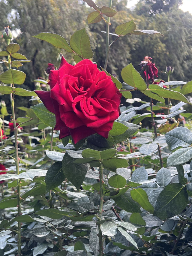人民公園花展！人比花美還是花比人豔😼