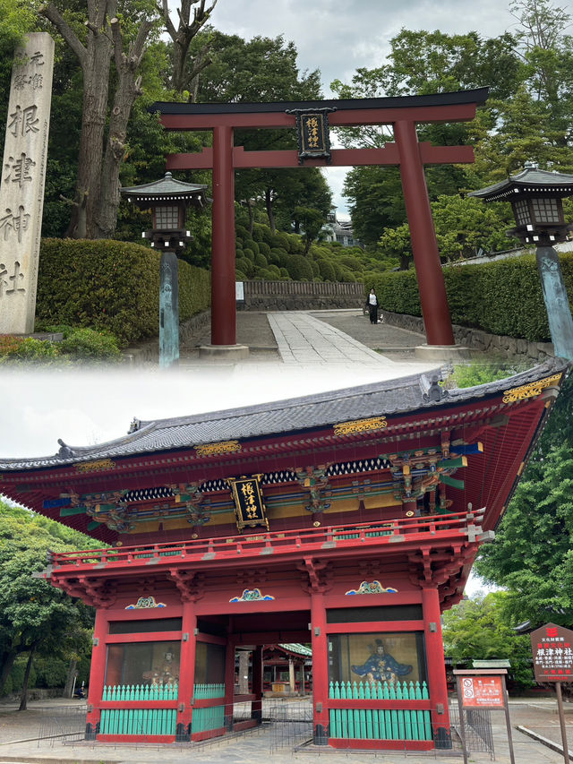  根津神社、根津站與上野動物園一日遊：歷史與自然的和諧之旅⛩️🦁