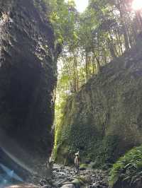【高知】神秘的な光景 伊尾木洞のシダ群落🌿