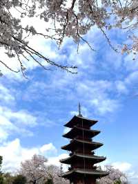 【東京×池上本門寺】 五重塔の参道に咲き乱れる桜が美しい