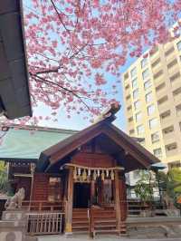 【東京】今だけ!!奇跡の絶景お花見スポット🌸