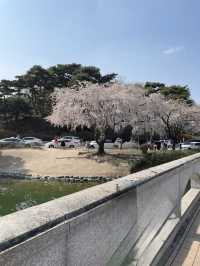벚꽃보러가는 대전 봄 벚꽃여행 1일코스🌸🌸