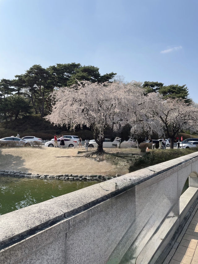 벚꽃보러가는 대전 봄 벚꽃여행 1일코스🌸🌸
