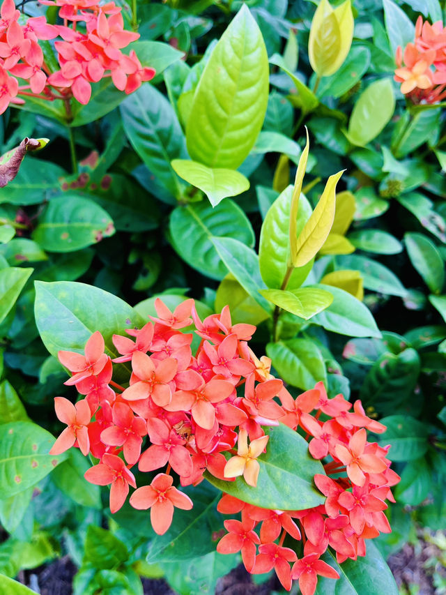 “Blooming Spring Sanctuary in Puchong”