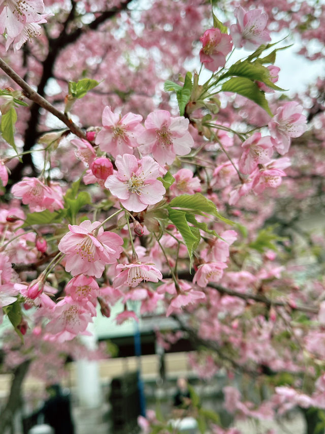 🌸Sakura Season Magic🌸: Where to See Japan’s Most Stunning Blooms