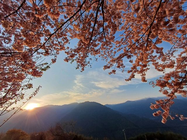 尖石泰崗部落的粉紅風暴太美了