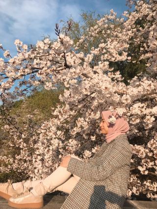 Late cherry blossom bloom at Seoul Grand Park 🩷🌸