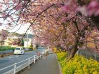 Chasing Sakura at Miurakaigan