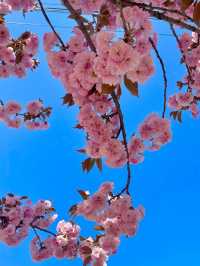 Cherry Blossom 🌸 trip to Jinchang 