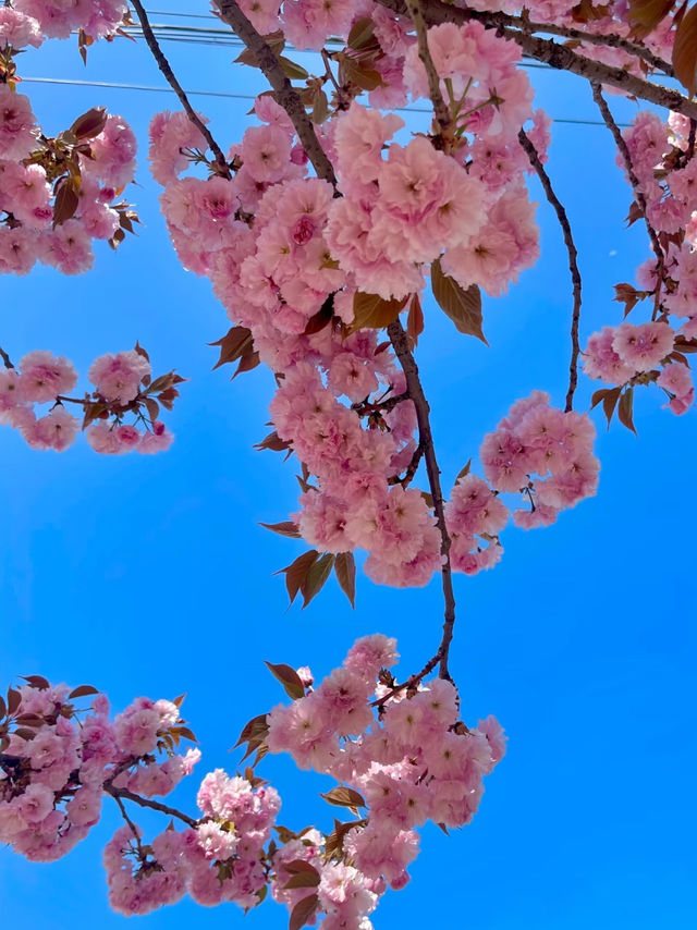 Cherry Blossom 🌸 trip to Jinchang 