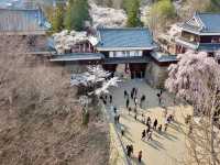 Chasing Sakura at Ueda Castle Ruins Park