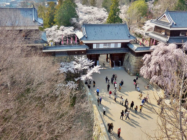 Chasing Sakura at Ueda Castle Ruins Park