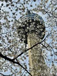 A Dreamy Day Trip from Busan: Cherry Blossoms in Full Bloom at 83 Tower E-World, Daegu