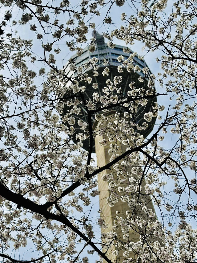 A Dreamy Day Trip from Busan: Cherry Blossoms in Full Bloom at 83 Tower E-World, Daegu
