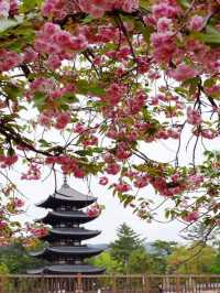 🏯  A Moment of Serenity at Kōfuku-ji✨