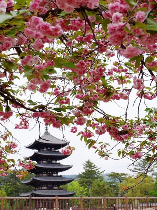 🏯  A Moment of Serenity at Kōfuku-ji✨