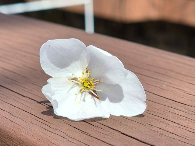 진해로 벚꽃여행