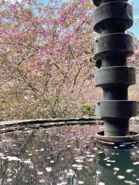 Sakura in Full Bloom at Myohonji Temple⛩️