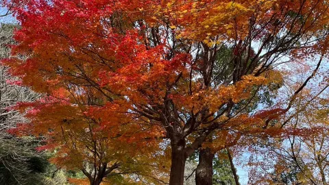 [絕美的秋景🍁✨ 健行到「月見之森」欣賞秋葉! 】 — traveler post in 海津市