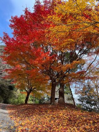 【가을의 절경 🍁✨ “쓰키미의 숲”에서 단풍과 절경 하이킹! 】