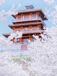 March-April: Zhengzhou Transforms into a Pink Paradise! 🌸✨