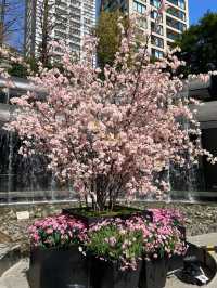 Full Bloom! Spring at Ark Hills🌸