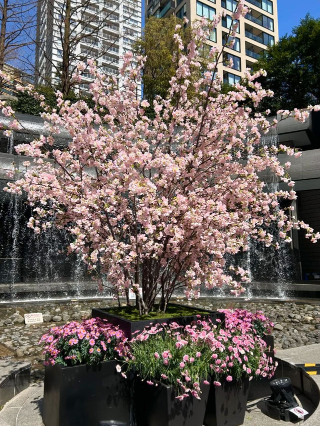 Full Bloom! Spring at Ark Hills🌸