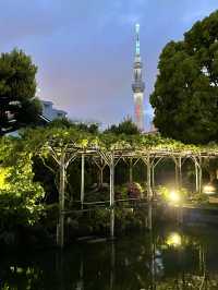 【東京×亀戸天神社】東京の藤の名所  ライトアップされさらに妖艶に・・