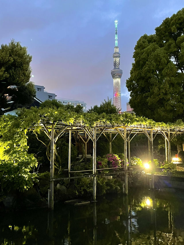 【東京×亀戸天神社】東京の藤の名所  ライトアップされさらに妖艶に・・