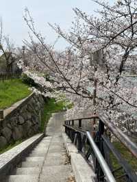 Cherry Blossoms in Full Bloom at Osaka Castle Park🌸