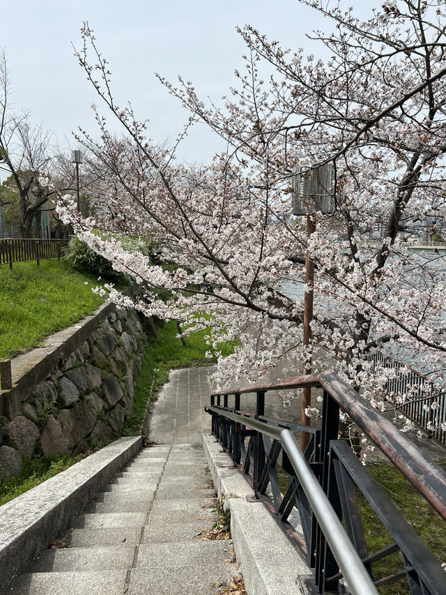 Cherry Blossoms in Full Bloom at Osaka Castle Park🌸