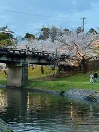 岡崎城の夜桜🌸