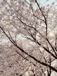 Blossom Tunnel by the Stream: Anyangcheon's Spring Delight